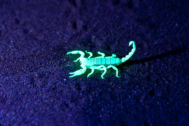 Scorpion viewing at night