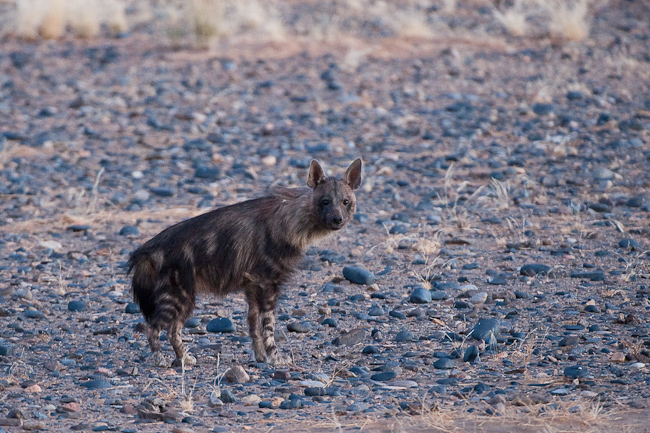 Normally elusive brown hyena