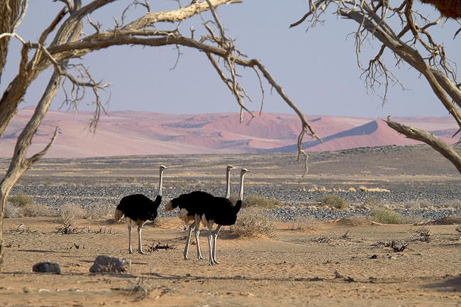 Ostriches with red dunes in the distance