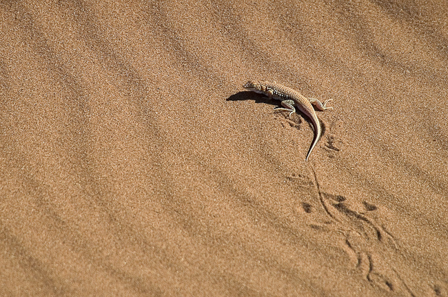 Lizard on the dune