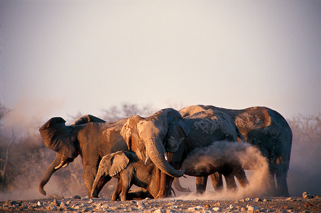 Elephants dusting themselves