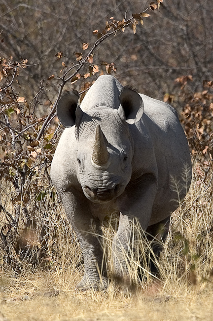 Black rhino at Ongava