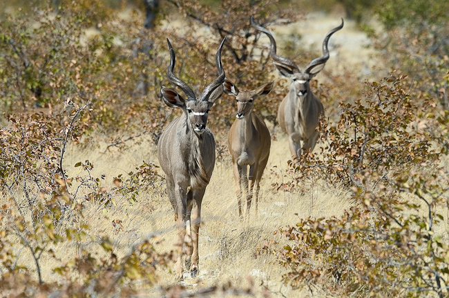 Kudu antelopes in the Ongava Reserve