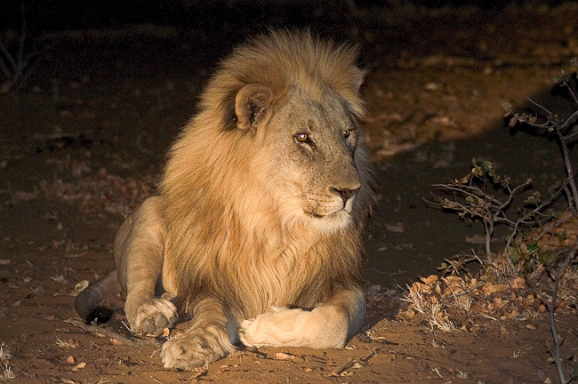 Male lion in Etosha
