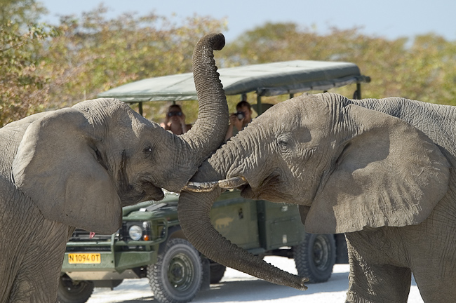 Elephants greeting - Ongava Game Reserve, Namibia