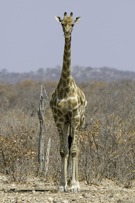 Giraffe at Ongava