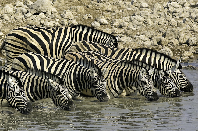 Zebras at a waterhole in Etosha