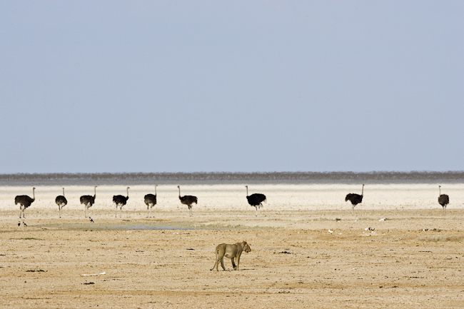 Lioness and ostriches in Etosha