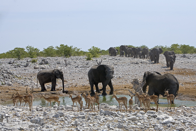 Elephants and impalas