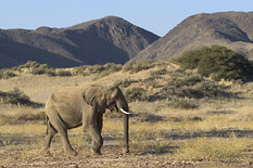 Desert elephant in Damaraland region