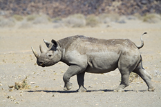 Black Rhino in Damaraland region