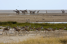 Etosha waterhole - giraffes and springboks