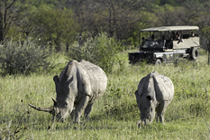 White Rhinos in Ongava Game Reserve