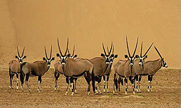 Namibia safari to Skeleton Coast - Oryxes