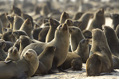 Cape Fur Seal Colony at Cape Fria