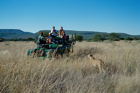 Game drive and cheetah, Okonjima Camp, Namibia
