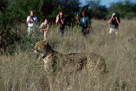 Cheetah radio-tracking, Okonjima Camp, Namibia