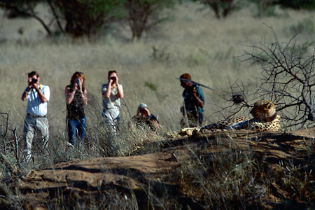 Cheetah radio-tracking, Okonjima Camp, Namibia