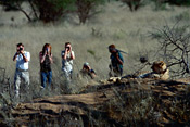 Radio-tracking cheetahs, Okonjima Camp, Namibia