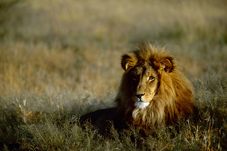 Lion, Okonjima Camp, Waterberg Plateau, Namibia