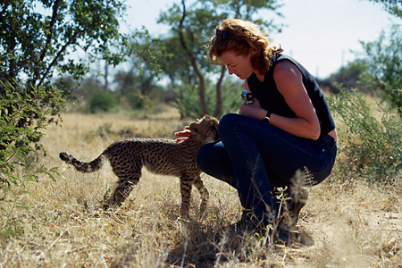 Baby Cheetah at the AfriCat Cheetah Rehabilitation Camp, Okonjima