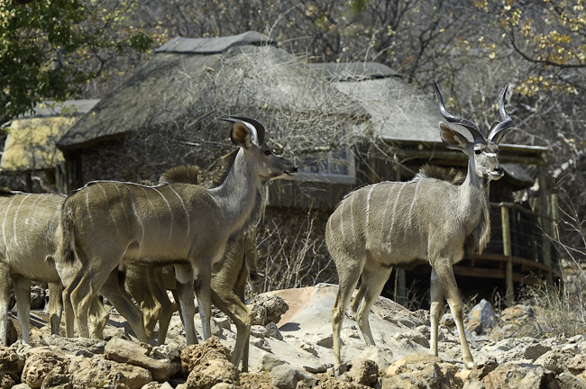 Kudu antelopes in front of camp