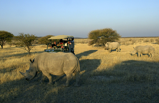 Rhino viewing on the Ongava reserve
