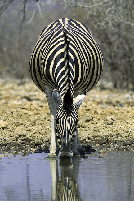 Zebra drinking at an Etosha waterhole