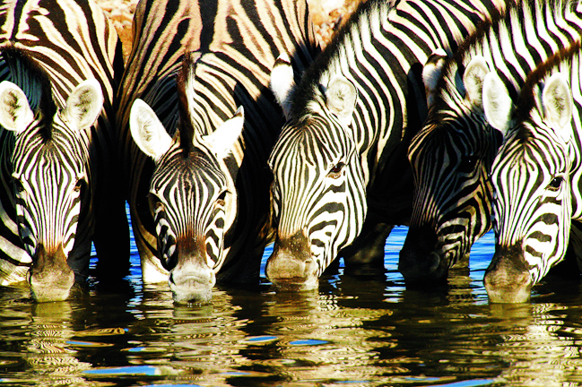 Zebras having a nice drink of water