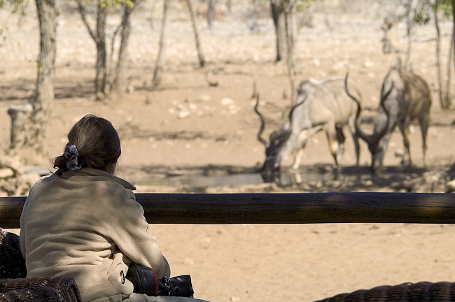 Watching kudu at the camp waterhole