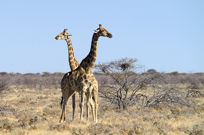 Giraffes in the Ongava reserve