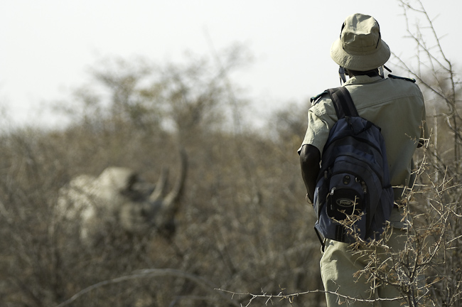 Rhino tracking at Ongava