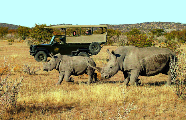 Game drive on the Ongava Reserve with white rhinos