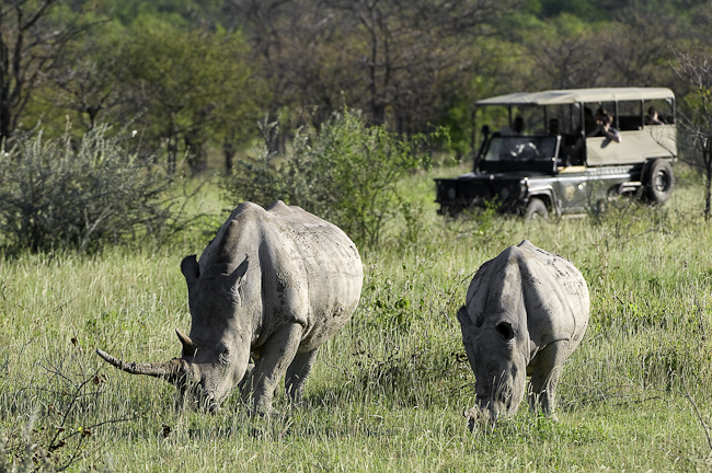 White rhinos at Ongava