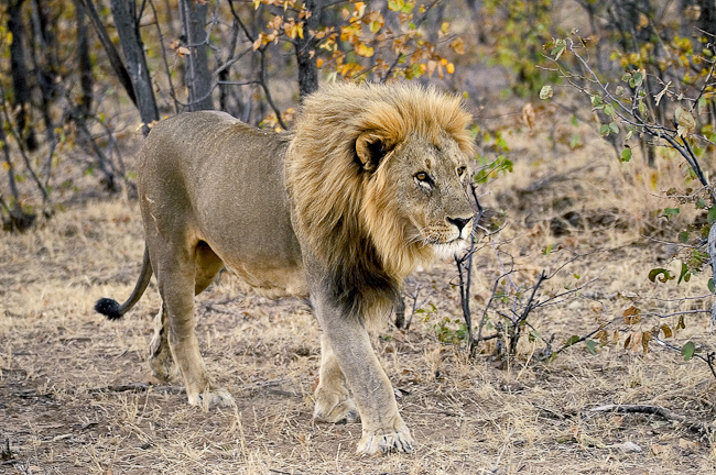 Male lion at Ongava