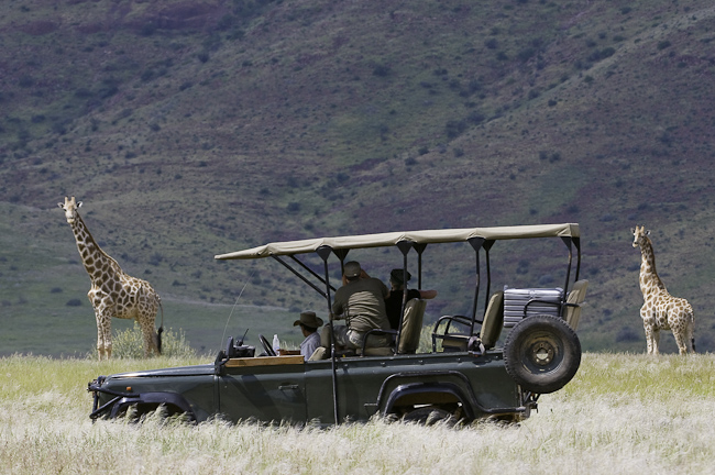 Game drive and giraffes