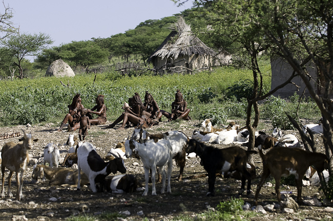 Himba tribe with livestock