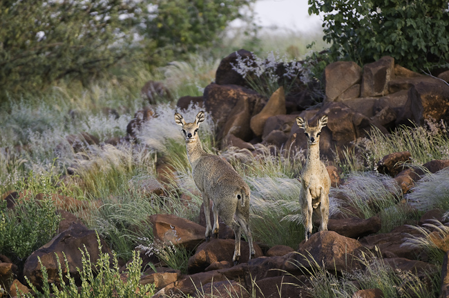 Klipspringer antelopes
