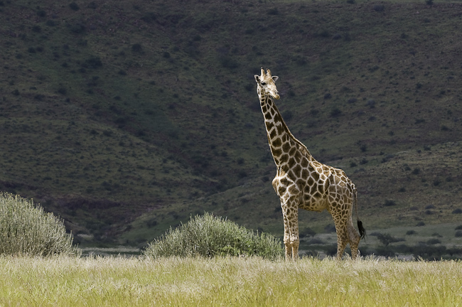Giraffe against the Damaraland landscape