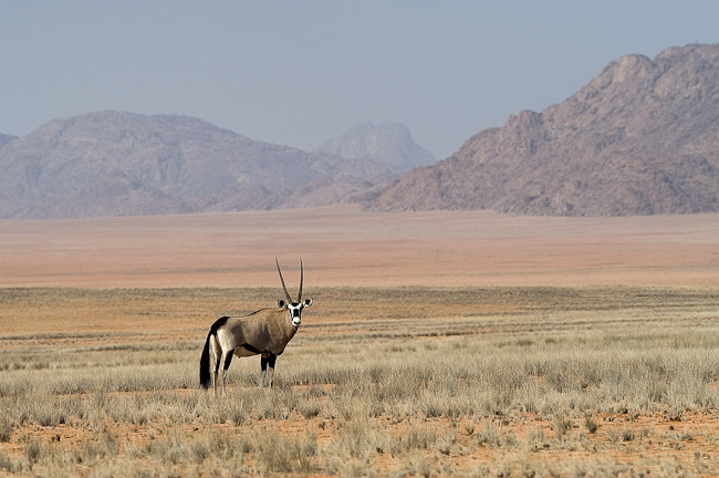 Lone gemsbok on the plain