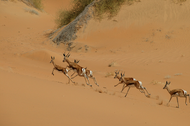 Springboks racing on the sand