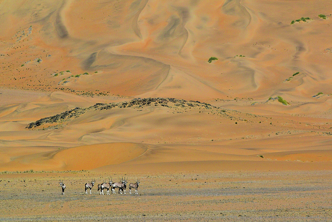Gemsboks against the dunes