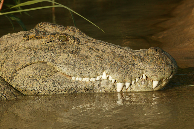 Serra Cafema is known for its huge crocodiles