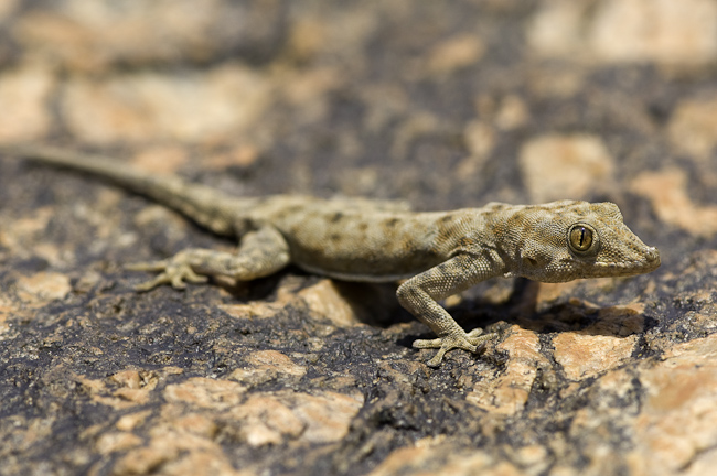 Camouflaged gecko