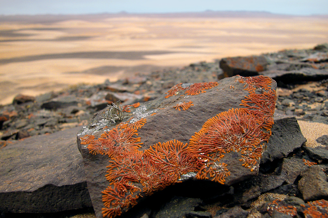 Crustose Lichens (Caloplaca eligantisima)