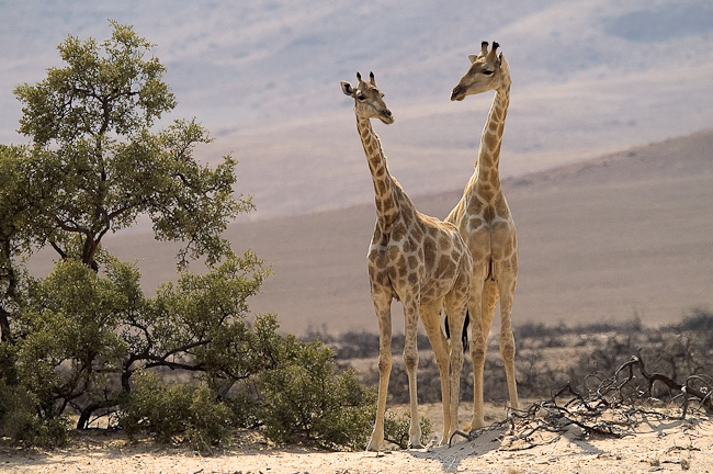 Desert-adapted giraffes