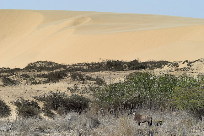 Lone Gemsbok and dune