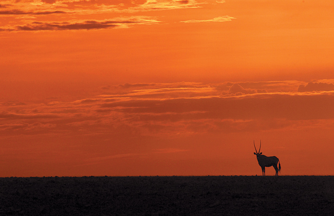 Oryx against the red sky