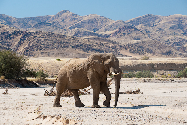 Desert-adapted elephant at Skeleton Coast, Namibia