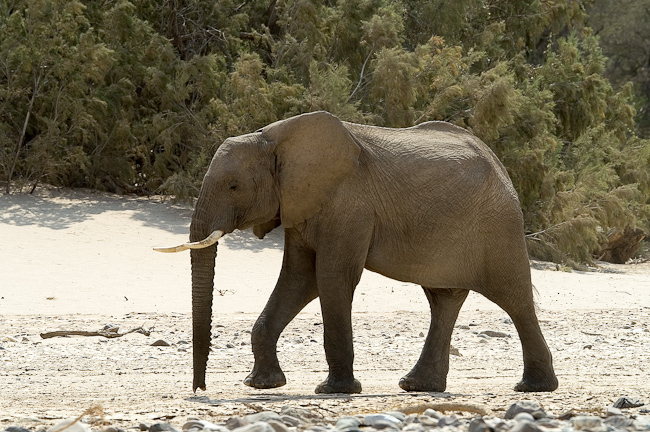 Elephant in the dry riverbed
